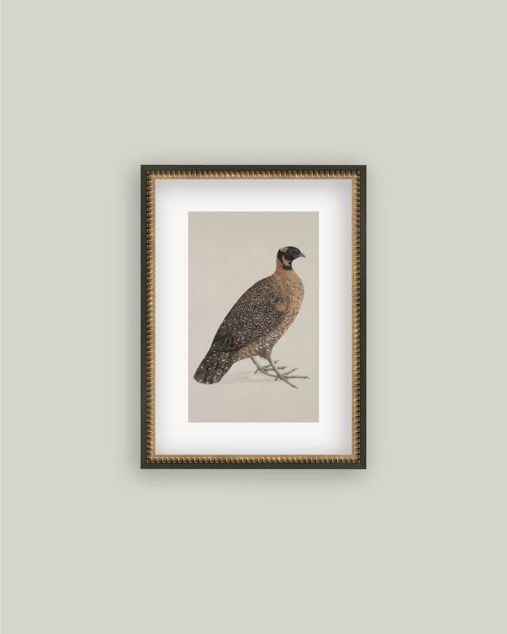 PL Horned Pheasant