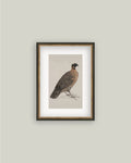 PL Horned Pheasant