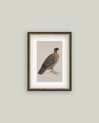 PL Horned Pheasant