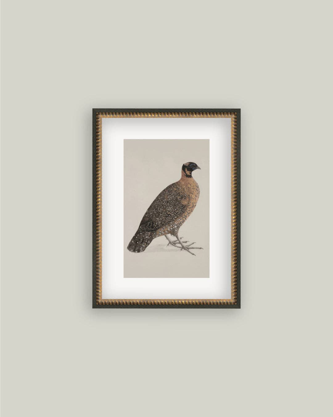 PL Horned Pheasant