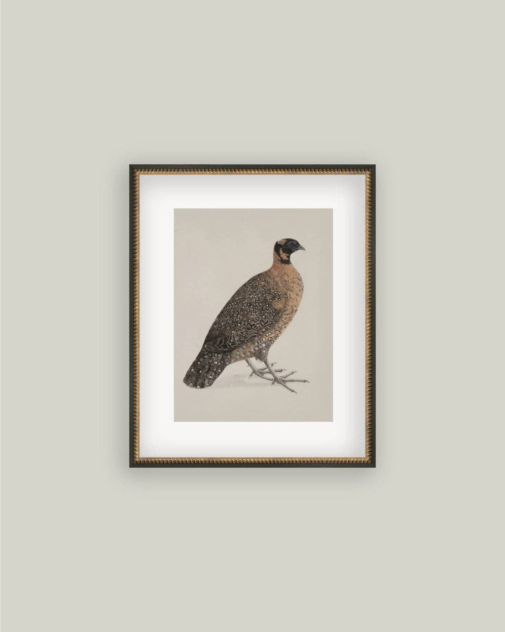 PL Horned Pheasant