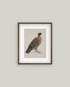 PL Horned Pheasant