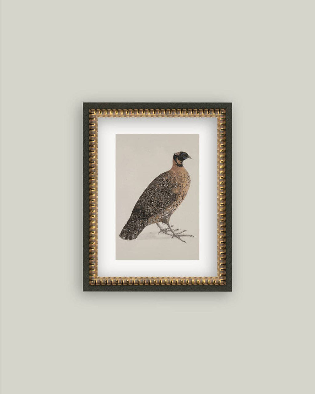 PL Horned Pheasant