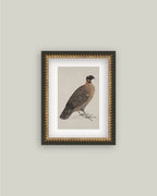 PL Horned Pheasant