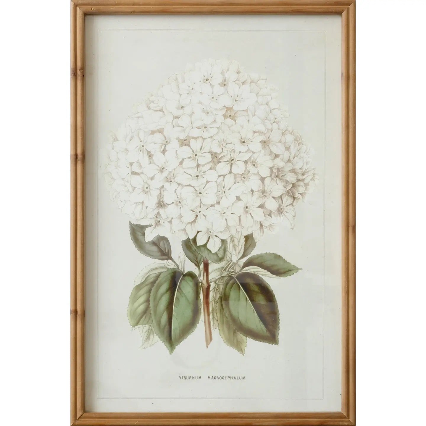 Framed Hydrangea Print