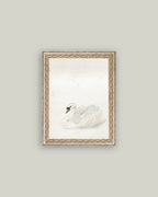 PL Swan