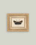 PL Moth