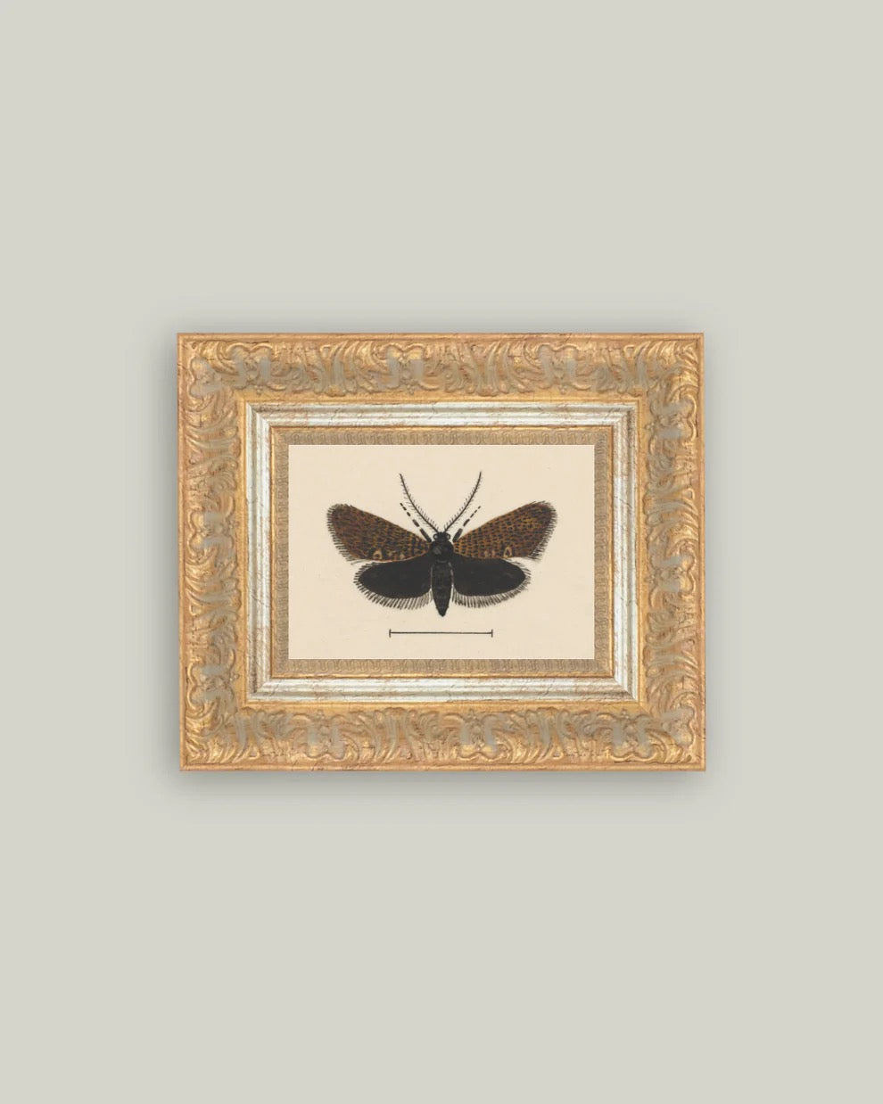 PL Moth