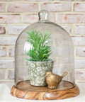 14" Glass Dome W/Acacia Wood Base