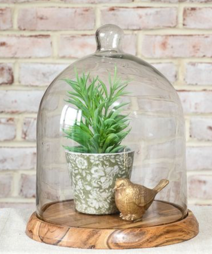 14" Glass Dome W/Acacia Wood Base