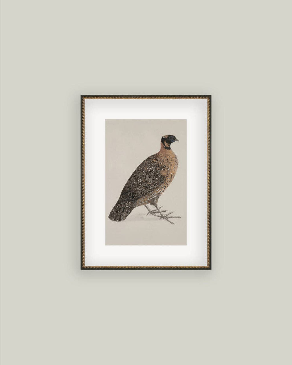 PL Horned Pheasant
