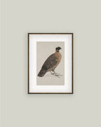 PL Horned Pheasant