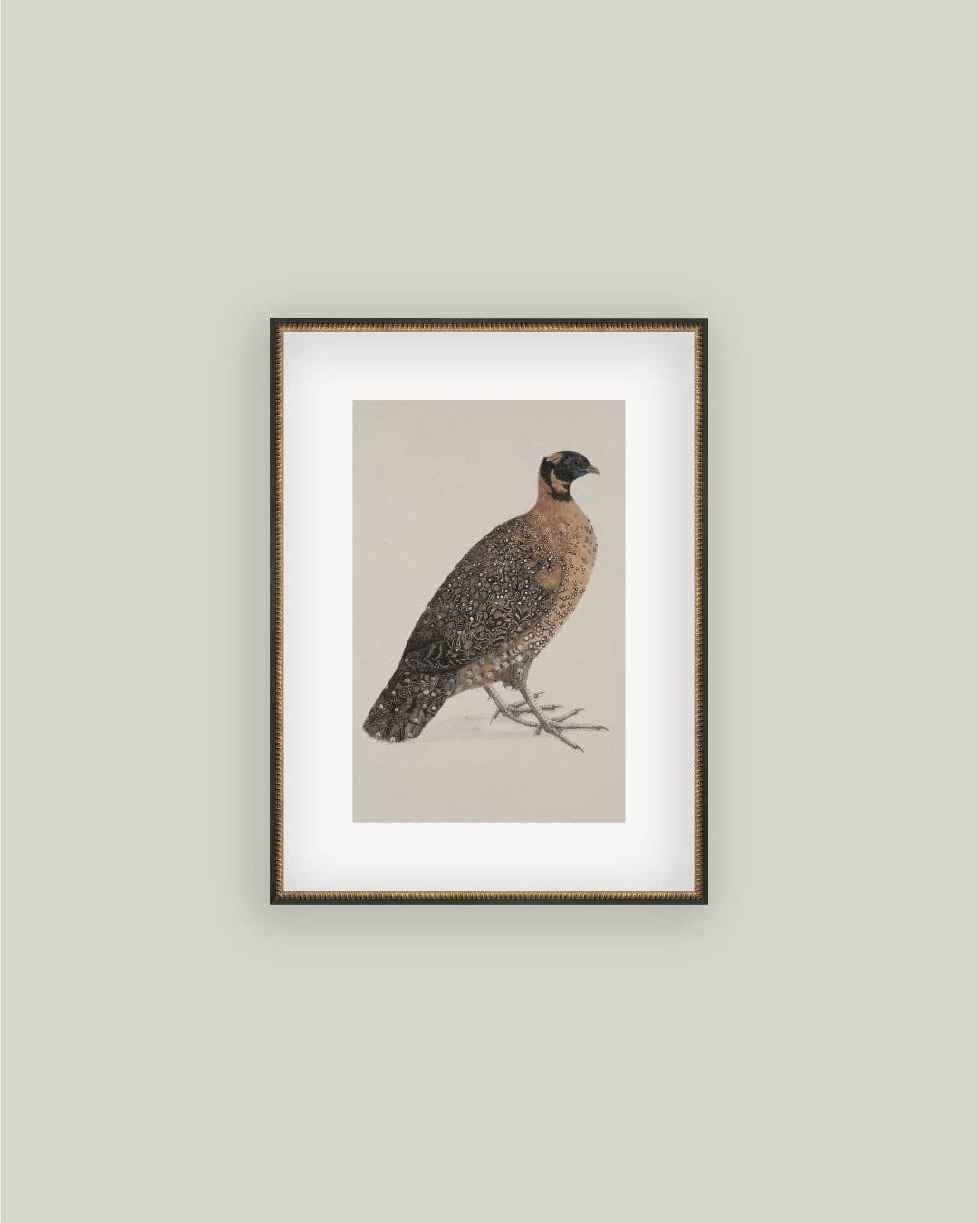 PL Horned Pheasant