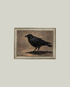 PL Painted Crow