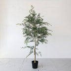 Faux Tree in Plastic Pot